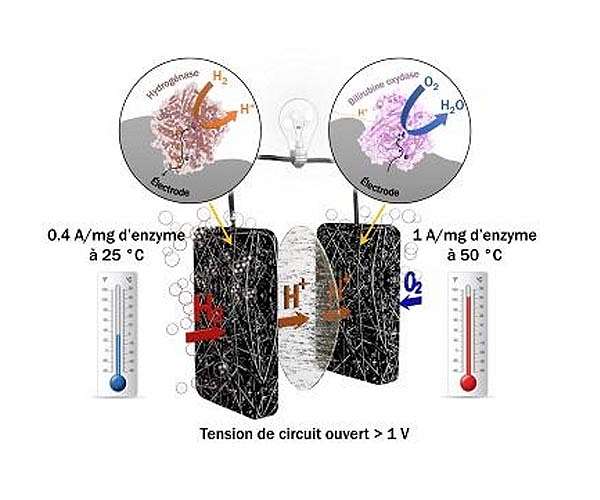 Cobalt catalyst breakthrough advances photocatalytic hydrogen peroxide production